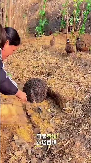 Ecological Free-Range Farming: Real-Life Insights for Modern Farmers