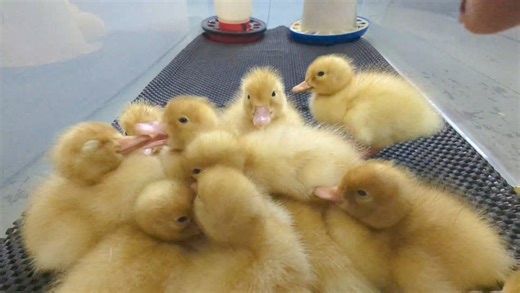 Lots of Pekin ducklings available for pickup. Last hatch of the year | Cajun Creek Farm