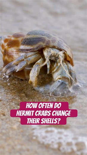 Why do hermit crabs change shells? #naturepbs #wildlife #animals #beach #hermitcrab
