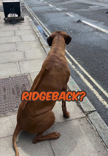 Rhodesian Ridgeback: Meet Asha — Traits, History & Care