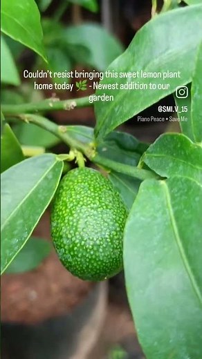 Bought a New Sweet Lemon Plant! 🍋 | Home Garden Update