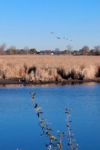 Ducks Taking Flight. Sunny Morning at the Marsh. #Ducks #Mallard #Birds #Nature #ytshorts #Shorts.