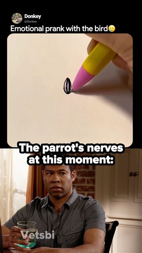 Prank of parrot