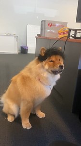 Ever wondered who’s in charge around here? They’ve tried the treats, judged the toys, and sniffed the goods… so your pet doesn’t have to. The result? Pet stuff that’s actually good and actually affordable. | Vet Products Direct | Facebook