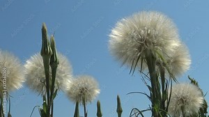 Tragopogon, also known as goatsbeard or salsify (Tragopogon pratensis)