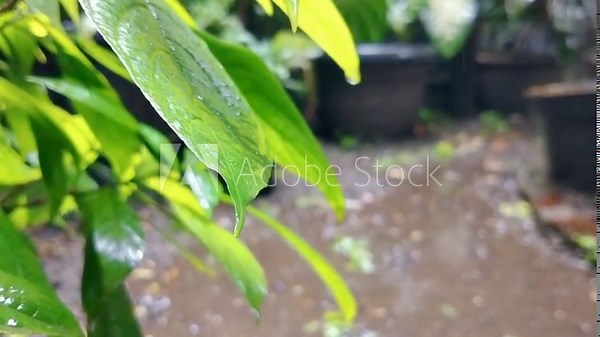 Raindrops on the green leaves of the plant during rainy season. Close up of raindrops in the park. The water turn down so gentle and calm