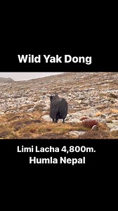 Wild Yak (Dong) Humla Nepal | Chungba Sherpa Wildlife