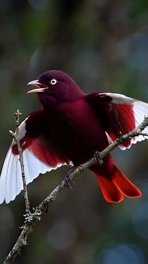🌿 The Royal Shine of the Pompadour Cotinga! 👑✨🎣 4K The pompadour cotinga is a species of bird in the family Cotingidae. This species lives in the Amazonian rainforest and has a range that extends across the Amazon Basin and includes Brazil, Peru, Colombia, Venezuela, and the Guianas. Scientific name Xipholena punicea #PompadourCotinga #TropicalBeauty #BeautyOfNature #ExoticBirds #NatureReel #birdsofinstagram #BirdWatching #nature #birds #fblifestyle #usa | B Sharma