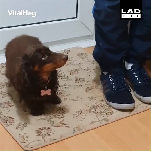 This dog's owners actually trained her to wipe her paws off when coming in from a walk 😂 | LADbible
