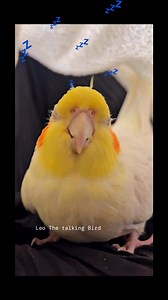 Sleepy sleepy💤🐥😴 #highlights #highlightseveryone #fypシ #birdwatching #love #birds #cute #Amazing #cocktails #sleep #sleepy #friday | Leo The talking Bird