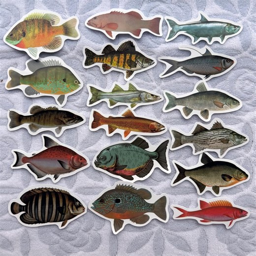 50pcs Realistic Fish Stickers Pack – Waterproof Fishing Decals for Tackle Box, Water Bottles, Kids & Nature Lovers Gift - Etsy