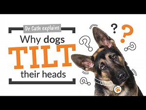 Why Dogs Tilt Their Heads - A Vet Explains