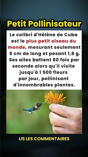Le Plus Petit Oiseau du Monde : Découvrez le Colibri d'Hélène de Cuba ! 🐦🇨🇺