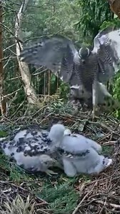 134K views · 1.3K reactions | [ E#576 ] - Review bird nest family daily life in their nest | Review mother birds bring food to feed her chicks in the nest!! #reviewbirdnest #birdslover #naturelovers #birdsounds #birdschirping #birdsofinstagram #birdlife #birds #birdswatching #birdsnest #wildbirdsphotography #birdsforest | Bird Plus Nature | Facebook