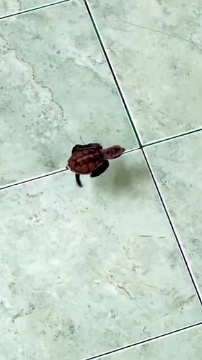 baby turtles enjoying their first swim😍😍😍😍❤️🐢#baby #babyturtle #foryoupage #❤️ #fy