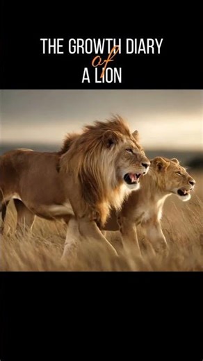 Lion's Growth Diary Great Mother's Love #cuteanimals