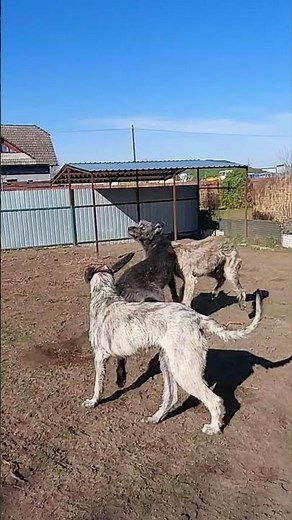 irish wolfhound puppy hunting :) #dogcasttv #irishwolfhound #irishwolf