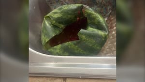 Exploding watermelons: Montrealer surprised after fruit explodes in heat