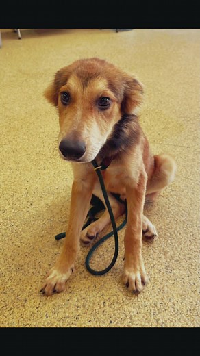 Adopt your new BFF at the Kent Animal Shelter! 🐾 #kentanimalshelter #adoptdontshop #rescuedogsrock #doglover #animalrescue #fyp #foryou #dogsoftiktok #puppies #puppiesoftiktok