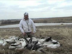 Snow Goose Call