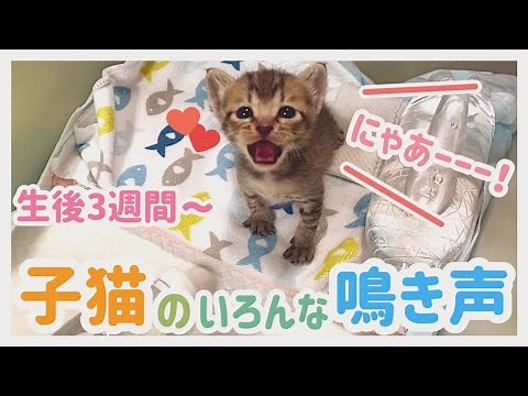 猫が寄ってくる子猫の鳴き声！可愛くて甘えた声の保護猫あめちゃん、推定生後3週間〜7週間の鳴き声をまとめました！
