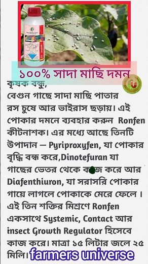 সাদা মাছি নিয়ন্ত্রণ । Whitefly Control Insecticide Guide। ronfen insecticide ।