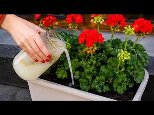 My TOP 5 Geranium Bloom Boosters + 1 BONUS Every Gardener Should Know