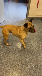 1.1K views | Columbia County Animal Services on Reels | Facebook