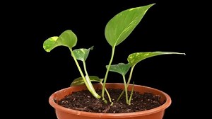 Time Lapse Isolated Plant Pothos Growing Stock Footage Video (100% Royalty-free) 1069422664 | Shutterstock