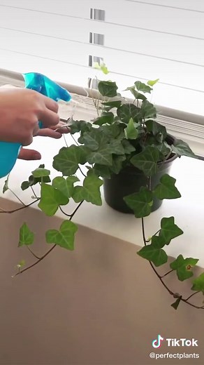 English Ivy Grow Guide: Tips for Growing and Caring for Ivy Plants