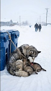 Baby Puppies Shiver in the Snow as Their Mother Dog Sits Sadly | Happy Animals