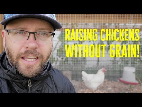 Grain-Free Chicken Raising: How to Save Big and Keep It Natural!