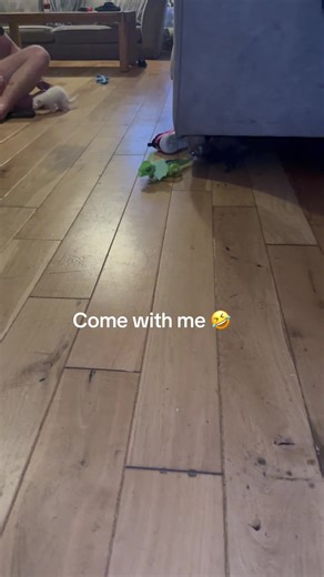 Savage ferret