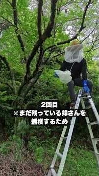 【養蜂】分蜂中のニホンミツバチを捕獲！ #ホリチャンネル #田舎暮らし #伊豆 #ニホンミツバチ #分蜂