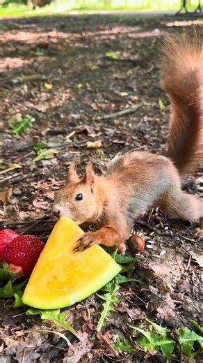 A red squirrel enjoying an orange watermelon 🍉