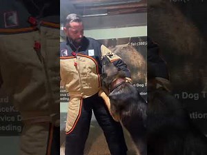 Family and Personal Protection Dogs in action!!!