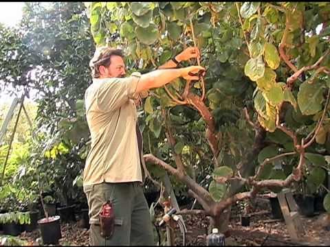 How to Prune a Cherimoya Tree