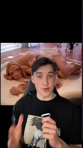 The first recorded human-pig hybrid experiment