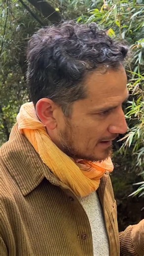 Colihue on Instagram: "🌿 ¿Sabías que el colihue y la quila son fundamentales en la reproducción y conservación de la biodiversidad? 🎋 En este reel, el investigador José Tomás Ibarra del Centro UC de Desarrollo Local, nos comparte un hallazgo fascinante: las hojas de estos bambúes nativos tienen propiedades biocidas, gracias a su pH bajo, ayudan a conformar nidos que protegen a las crías de aves y monitos del monte ante bacterias, hongos y otros patógenos. Increíble cómo la naturaleza funciona.