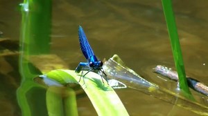 Dragonfly, Insect, Flying. Free Stock Video