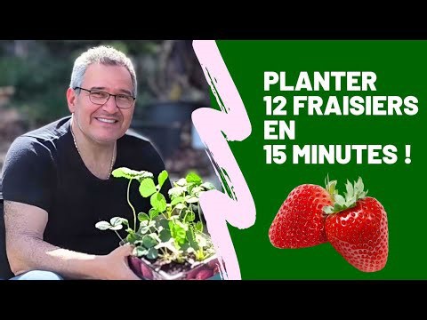 Potager: Comment Je Plante 12 Fraisiers en Moins de 15 Minutes Chrono!
