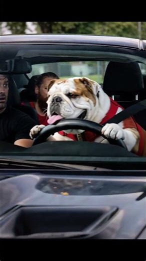 Who Gave Them Keys?! 🗝️🐶 #pets #shorts #dogshorts