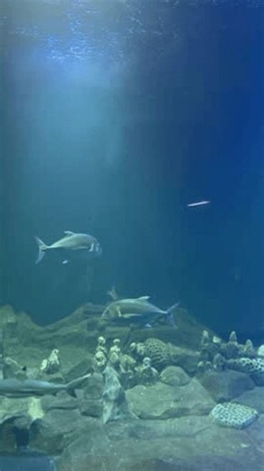 clip-3999255225-fish-swimming-water-coral-reef-background