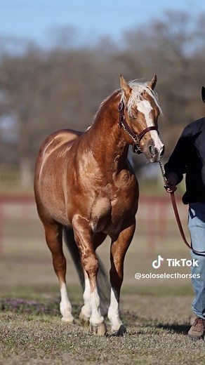 This Catt Shines 'Jay Z' 2018 Palomino Stallion WR - SoloSelectHorses