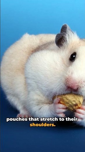 Hamster Facts That Will Surprise You 🐹 #facts #hamster #shorts