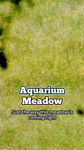 55g Angelfish Tank Extra Layer Background No Filter #fishkeepinghobby #nature #natureaquarium #fish