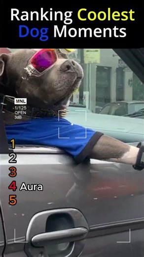 TOP 5 COOLEST DOGS EVER 🐶🔥 | #1 Will Blow Your Mind