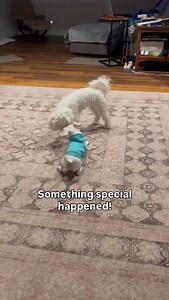 18K views · 29K reactions | Who guessed it would take 6 weeks for Piggy to play with Ruby? They're off to a good start. It's not always natural or easy for two deaf blind dogs to play, especially when one is a tiny pink one!勺 He's not a rough and tumble type. So this is a big step. Stay tuned. | Piglet, the deaf blind pink puppy. | Facebook