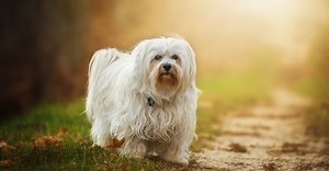 Bichon Havanez, Intra AICI daca vrei sa stii tot despre rasa | RaseDeCaini.ro