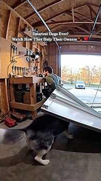 Smartest Dogs Ever? Watch How They Help Their Owners 🐾❤️ #dog #dogsavesowner #herodog